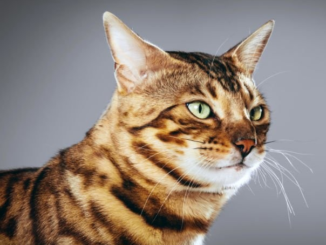 Parasitas de Gato: Possível Ajuda no Tratamento de Alzheimer e Parkinson.
