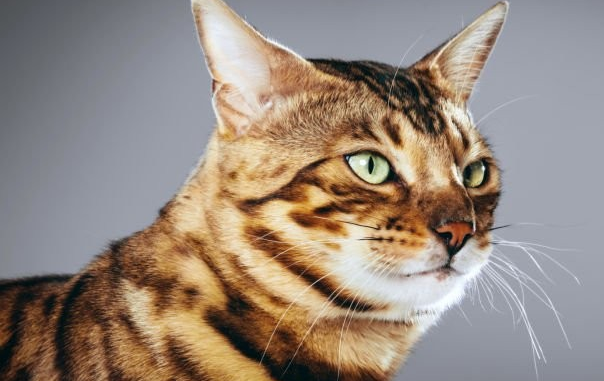 Parasitas de Gato: Possível Ajuda no Tratamento de Alzheimer e Parkinson.